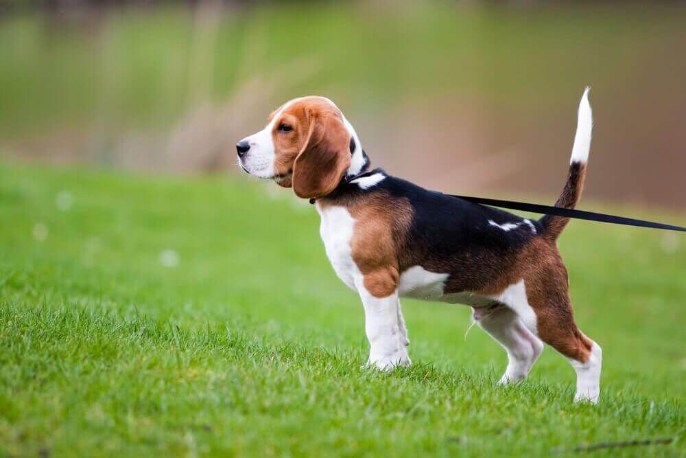 beagle i snor