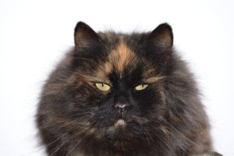 I gamle dage troede folk, at skildpaddefarvede katte bragte held og lykke