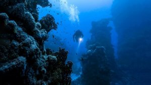 Findes der insekter i havet?