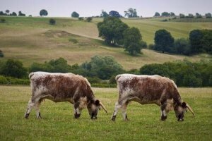 Dyrekloning: Hvad er fordelene og ulemperne?