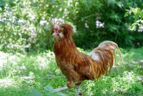 Paduanere blev oprindeligt avlet for deres kød.