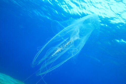 Havhvepsen er lyseblå og meget vanskelig at se, selv i klart vand