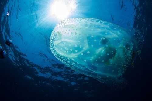 Forskere mener, at havhvepse lever i knap et år