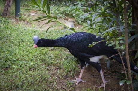 Hjelmhokkoen lever i tæt tågeskov og bjergterræn. Derudover er dens rækkevidde fra 450 til 1800 meter over havets overflade