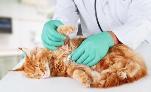 Behandling og pleje af hypertrofisk kardiomyopati hos katte