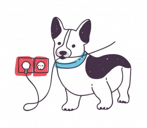 Hund bider i kabel og symboliserer en af de mest hyppige ulykker med kæledyr