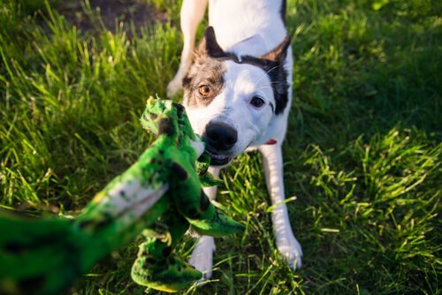 "Min hund tygger på alting": Sådan stopper du det
