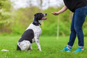 Anvendt psykologi i hundetræning