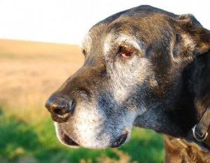 Årsagerne til grå pels hos hunde
