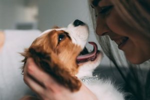 Gode råd: Hvordan skal du tale til en hund?