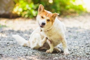 Sådan kan man forhindre parasitter hos hunde og katte