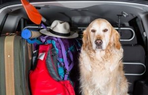 De bedste bilsædeovertræk til hunde