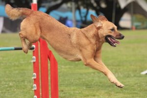 Tips til at tage en hund med til konkurrencer