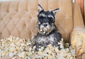 Tips til at mindske stress hos hunde