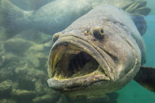 Det er en meget stor fisk