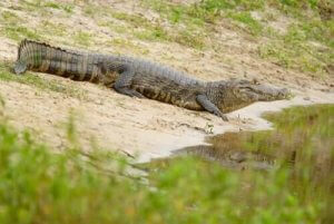 De vigtigste karakteristika ved yacarekaimanen