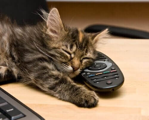 Kat sover på fjernbetjeningen