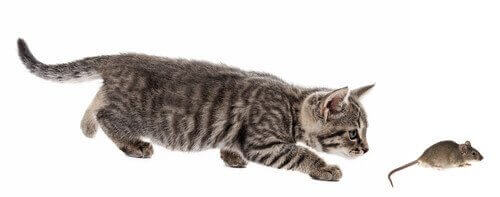 En kats jagtteknik til at fange mus