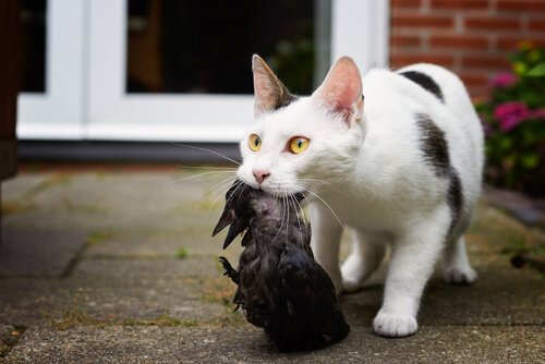 Hvad er din kats jagtteknik?
