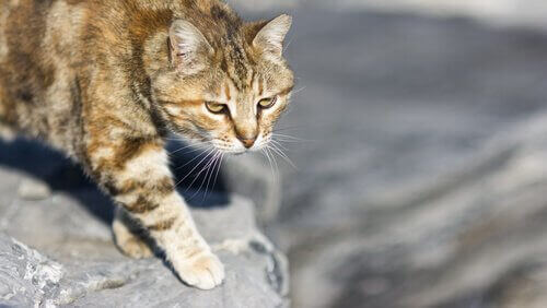 En kat, der jager sit bytte