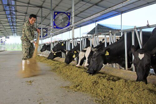 Landmand fejer i kostald