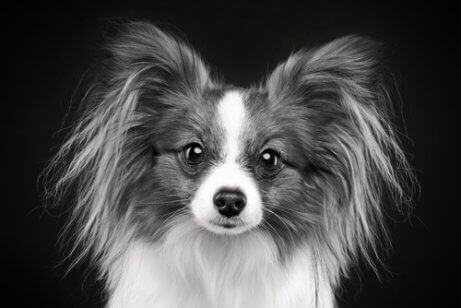 Billede af hund i sort hvid