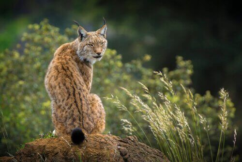 lynx i naturen