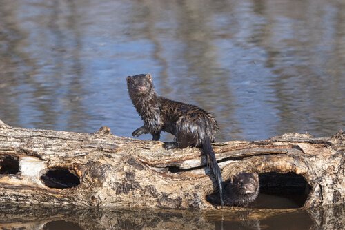 To fantastiske minke i naturen