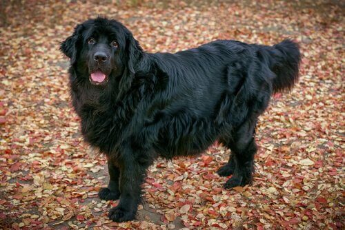 Newfoundland hund
