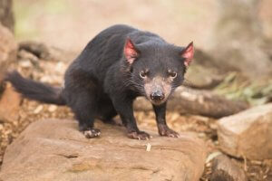 Australien: Pungdyrenes land