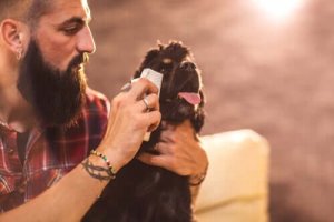 Lær, hvordan du kan rense en hunds øjne