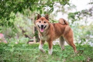 Shiba inu: Pleje og pasning