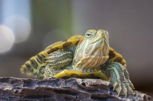 Infektioner i luftvejene hos skildpadder på land og i vand