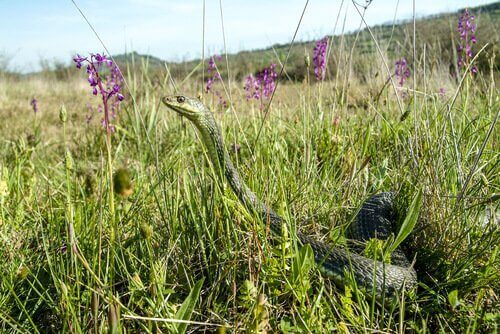 slange i naturen