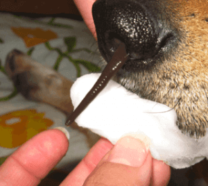 Hvad i alverden er en T. rex igle?