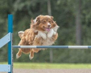 Agility for hunde: Træning og ernæring