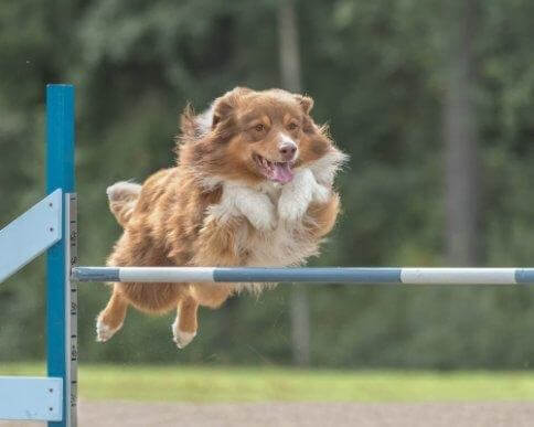 Agility for hunde: Træning og ernæring