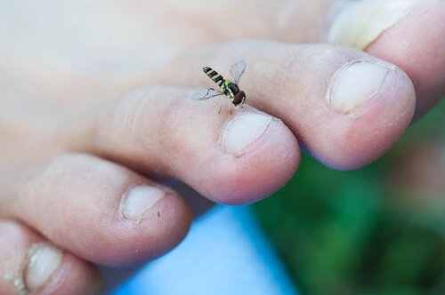 Inficerede hunkvægmyg kan forårsage flodblindhed