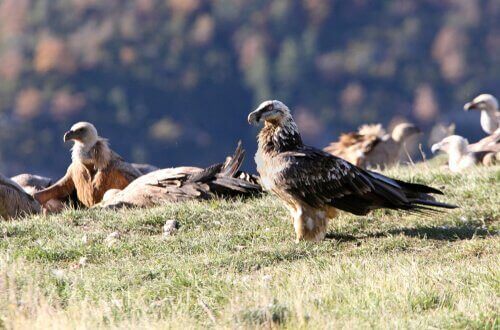 Fugle sidder på græs på klipe