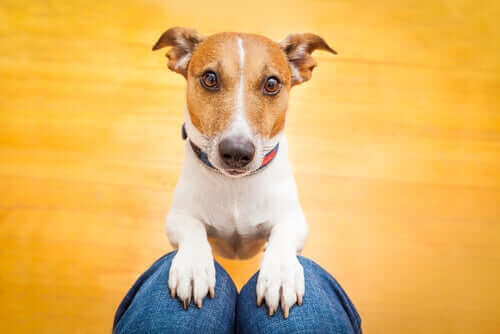 Lille hund viser, hvordan hunde kan genkende familiemedlemmer