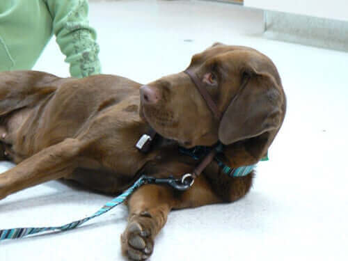 brun hund med hovedsele