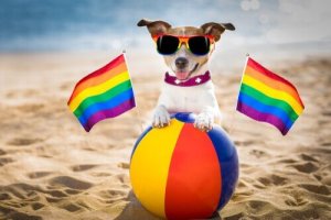 Findes der homoseksuelle hunde?