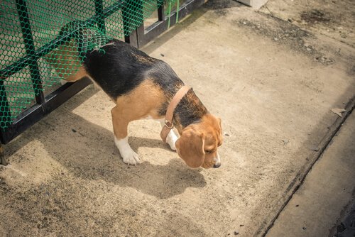 Hund stikker af gennem hegn og føre til grund til at finde et forsvundet kæledyr