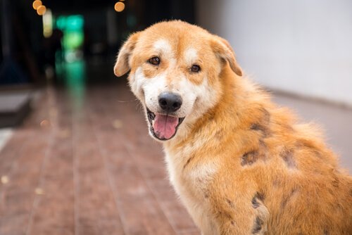 Eksempel på acariasis hos hunde