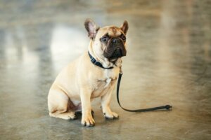 Tips til at hjælpe dig med at finde et forsvundet kæledyr