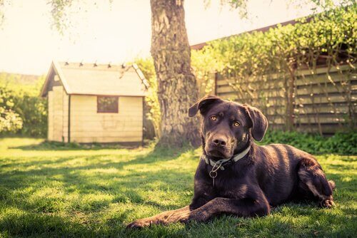 14 tips til at bygge et hundehus