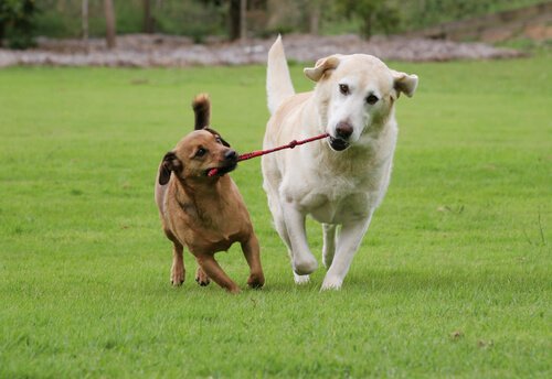 To hunde leger sammen