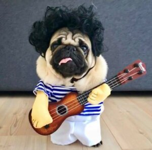 Sådan finder du bedst et kostume til en hund