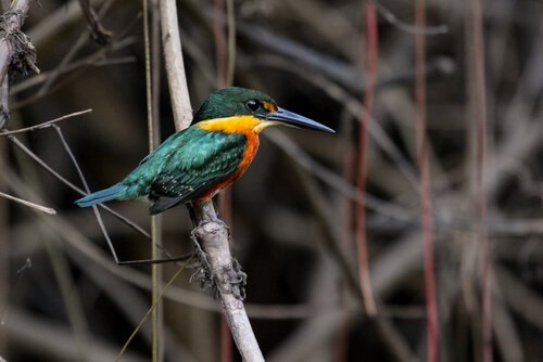 En dværgstødfisker på en gren