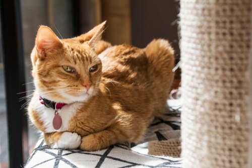 Kradsetræer til katte: Hvorfor er de ikke vilde med dem?